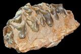Oreodont Jaw Section With Teeth - South Dakota #81942-2